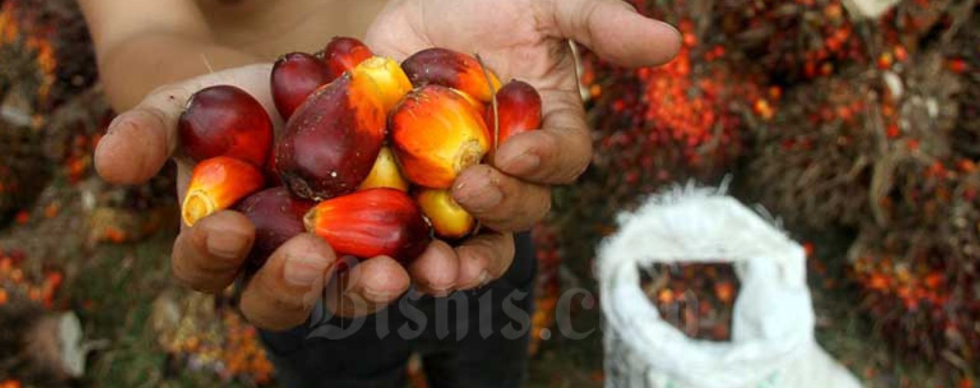  Sengkarut Tata Niaga Minyak Goreng dan Kepanikan Pemerintah
