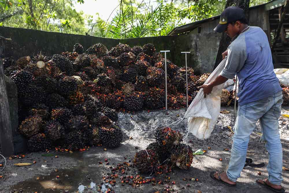 Pekerja mengumpulkan buah kelapa sawit di salah satu tempat pengepul kelapa sawit di Jalan Mahir Mahar, Palangka Raya, Kalimantan Tengah, Selasa (26/4/2022). Antara/Makna Zaezar