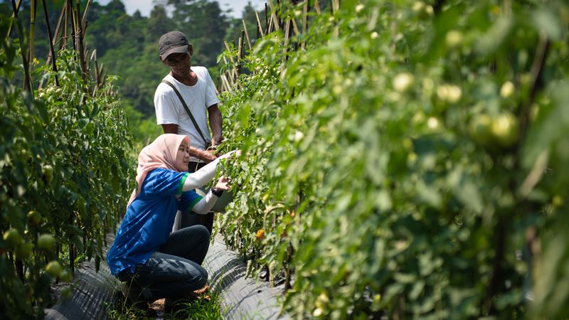  Ramai Isu Pangan, Peluang Startup Agritech Tarik Investor