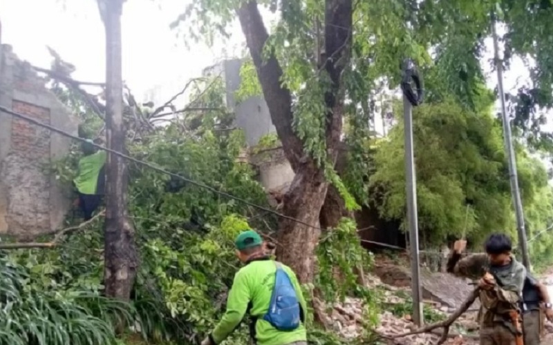 PJLP Pohon Sudin Pertamanan dan Hutan Kota Jakarta Pusat melakukan penanganan terhadap pohon tumbang akibat cuaca ekstrem di Jakarta, Sabtu (5/3/2022)./Antara