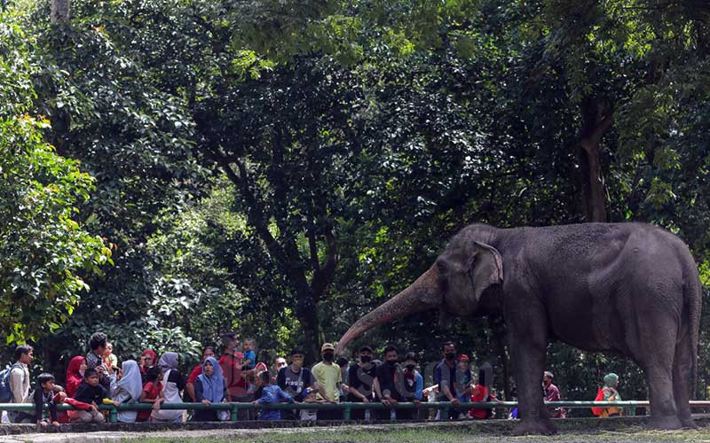  Taman Margasatwa Ragunan Dipadati Warga saat Libur Idulfitri