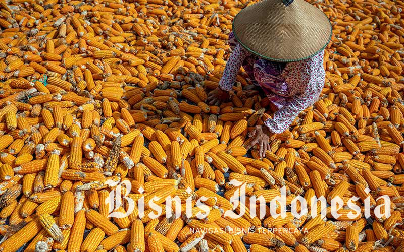 Memetakan Jalan Keluar Polemik Impor Jagung