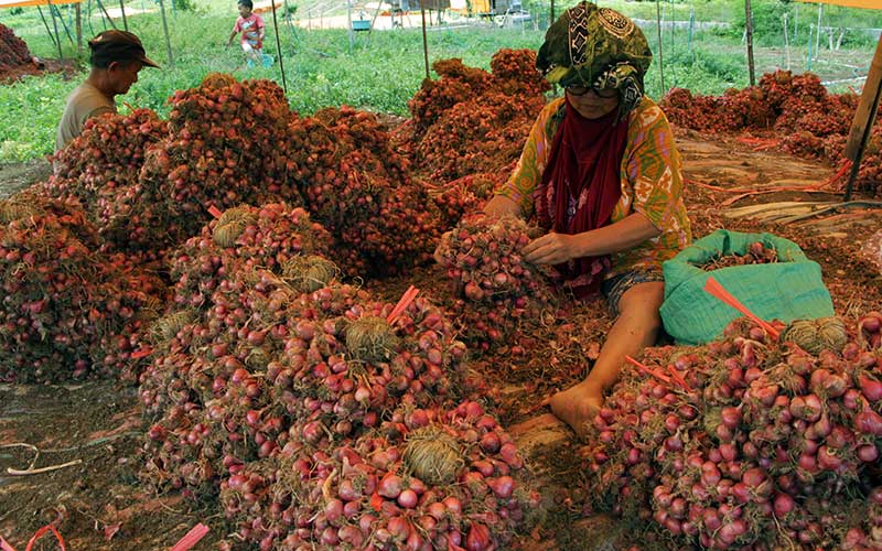  Harga Bawang Merah di Tingkat Petani Alami Kenaikan Pascalibur Lebaran