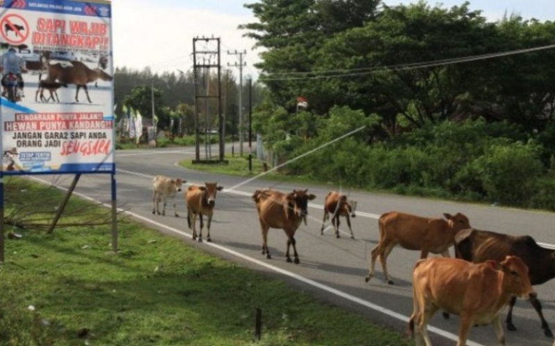  Wabah Penyakit Serang Ternak di Jawa Timur, Ini Rekomendasi untuk Pemerintah