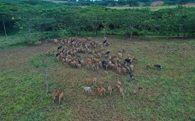  Surabaya Antisipasi Penyakit Kuku dan Mulut. Jagal, Pasar dan RPH Diminta Waspada