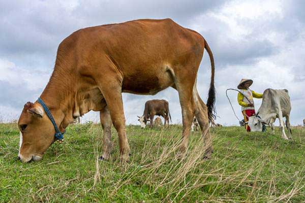  Cek! Ini Ciri-ciri Penyakit Mulut dan Kuku yang Serang Sapi