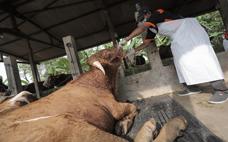  Penyakit Kuku dan Mulut Marak, Ini Kata Mentan Yasin Limpo