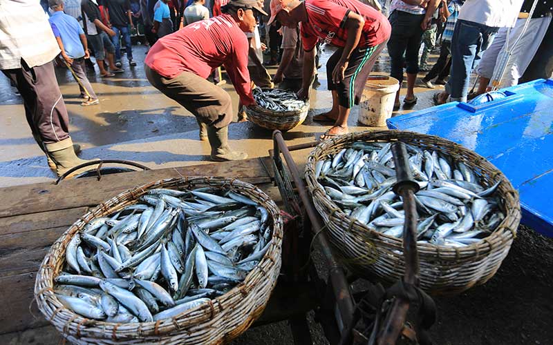  Harga Ikan Laut Masih Tinggi Akibat Kurangnya Pasokan Ikan Dari Nelayan