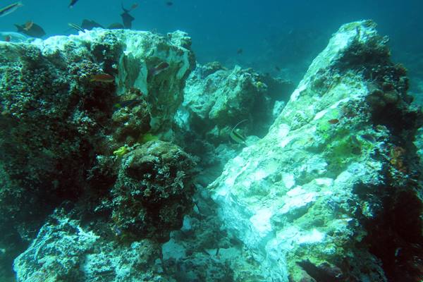  Karang ratusan tahun yang patah akibat kandasnya Kapal MV Caledonian Sky berbendera Bahama di perairan Raja Ampat, Papua Barat, Sabtu (4/3)./Antara