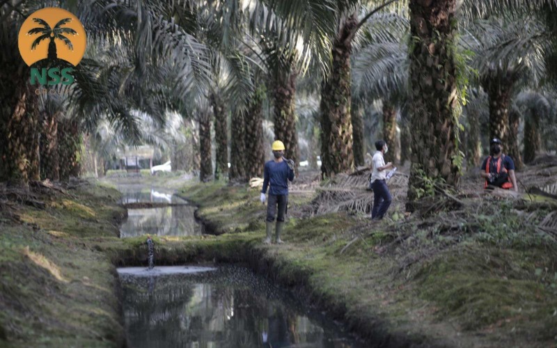  Harga CPO Memanas, Nusantara Sawit Matangkan Rencana IPO Rp900 Miliar