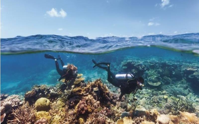  Gelombang Panas Bikin 91 Persen Karang Great Barrier Reef di Australia Rusak