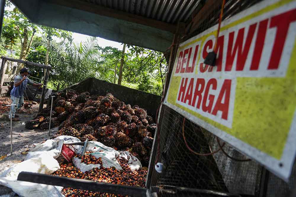  Dilema Petani Sawit, Harga Hancur Lebur Hanya Bisa Pasrah Dibeli dengan Nilai Rendah