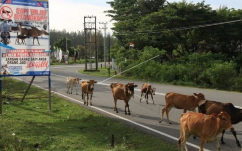  Penyakit Mulut dan Kuku Hewan Tidak Goyang Harga Daging, tapi Jadi Teror Jelang Iduladha