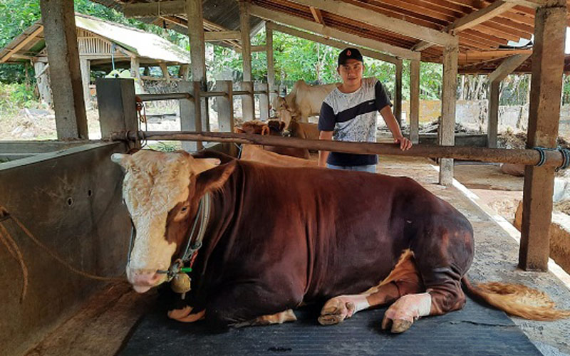 Gombloh sapi kurban jenis Simmental yang dipesan Presiden Joko Widodo (Jokowi) dari  Bantul sehargaRp87 Juta./JIBI-Jumali
