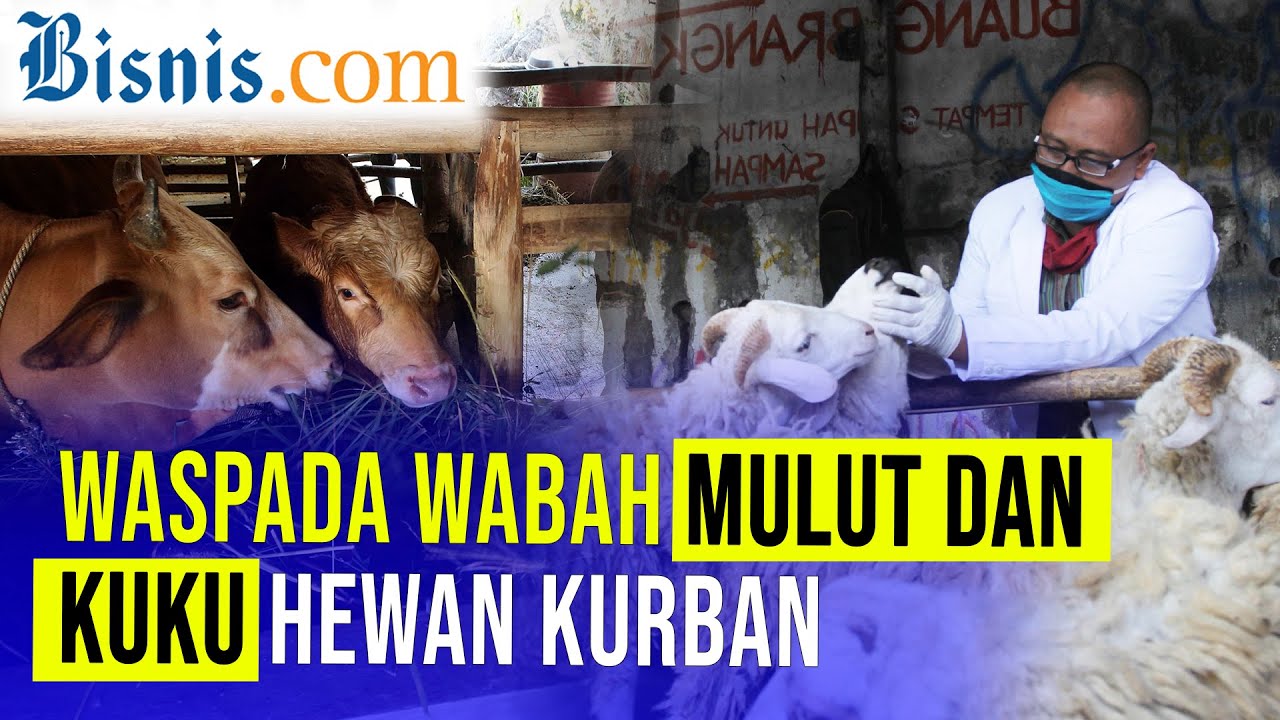  Wabah PMK Jadi Teror Jelang Iduladha