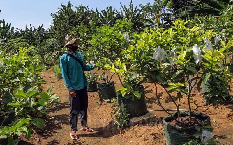  KPKP DKI Jakarta Gelar Kegiatan Go Jak Farm  Berupa Tanaman Produktif