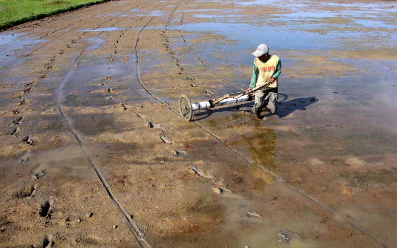  Petani di Gowa Memilih Menanam Padi Dengan Sistem Tabela