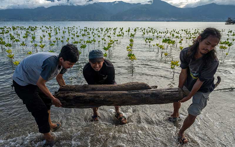  Komunitas Mangrover\'s Palu Pindahkan Sampah Yang Memenuhi Tanaman Mangrove di Pantai Dupa