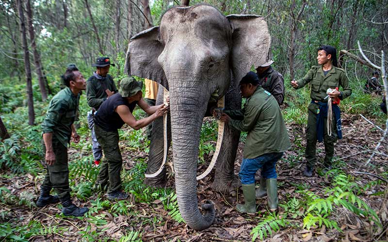  BKSDA Sumatra Selatan Pasangkan Kalung GPS Pada Dua Ekor Gajah Liar