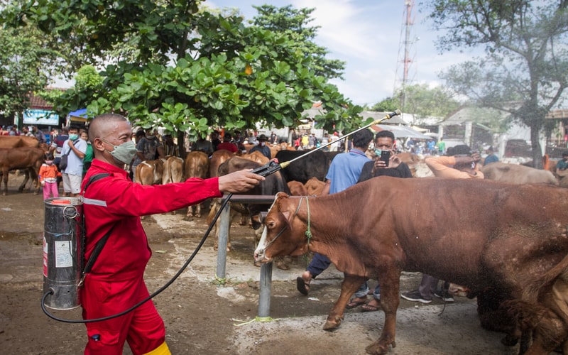  Penyakit Mulut dan Kuku Serang 358 Ekor Sapi di Lombok