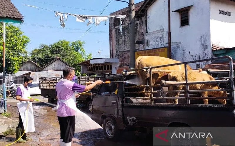  Kediri Mendirikan Titik Pengecekan Lalu Lintas Sapi