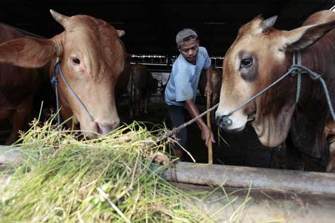  Dampak Penyakit Mulut dan Kuku, Stok Sapi Potong di Surabaya Mulai Langka