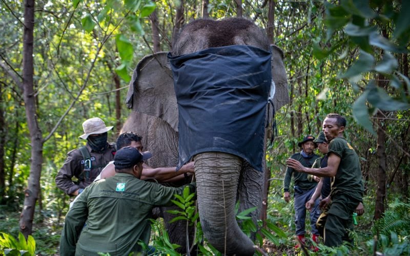  BKSDA Sumsel Antisipasi Konflik Gajah Liar dan Manusia di OKI