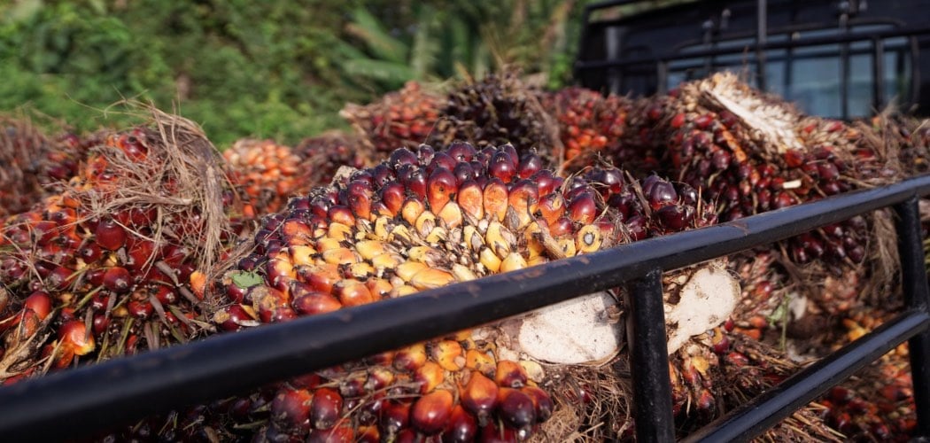  Secercah Peluang bagi Emiten Sawit di tengah Balada Minyak Goreng