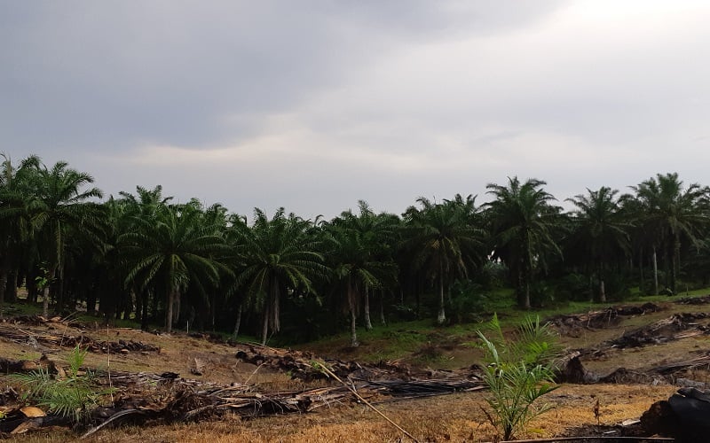  Petani Sawit Kaltim Minta Pemerintah Berperan Atasi Anjloknya Harga TBS, Bisa Chaos