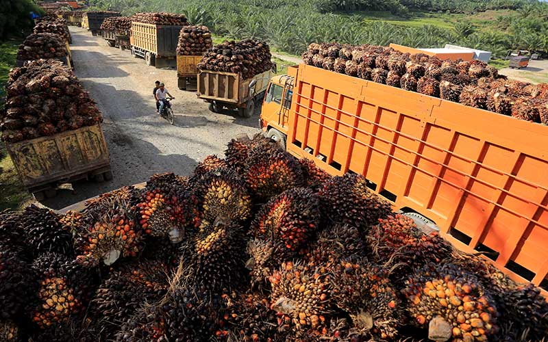  Harga Jual TBS Kelapa Sawit di Tingkat Petani Turun Menjadi Rp1.550 Per Kilogram