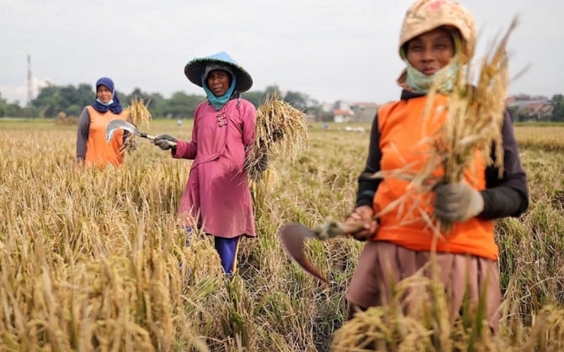  Sukses Diterapkan, Sawah dengan Pendekatan IP400 di Kota Bandung Surplus Panen