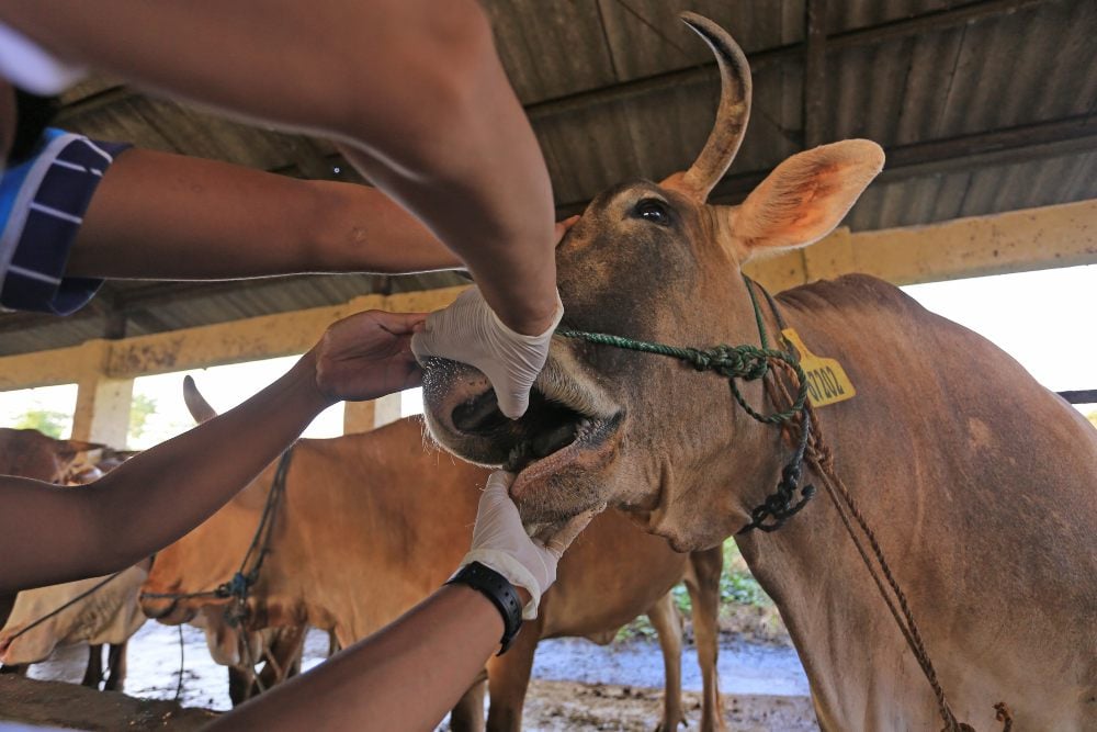 Dokter Hewan dari Dinas Ketahanan Pangan dan Pertanian (DKPP) Indramayu memeriksa sapi yang baru tiba di Rumah Pemotongan Hewan (RPH) Indramayu, Jawa Barat, Rabu (18/5/2022). Pemprov Jawa Barat akan menerapkan Micro Lockdown atau Pembatasan Mikro hewan ternak untuk mencegah penyebaran Penyakit Mulut dan Kuku (PMK) dengan memperketat pemeriksaan hewan ternak yang masuk ke Jawa Barat./Antara