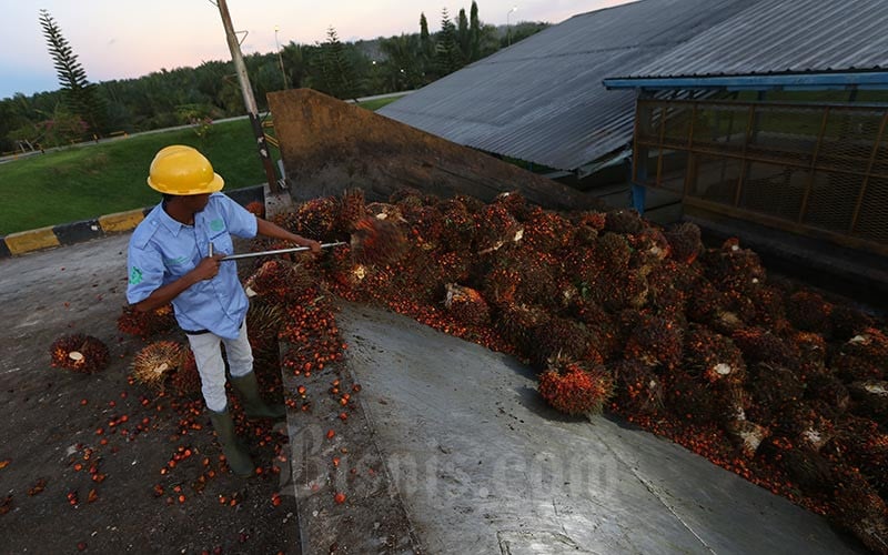  Harga TBS di Kaltim Merosot, Kredit Lapangan Usaha Pertanian Berjalan Mulus