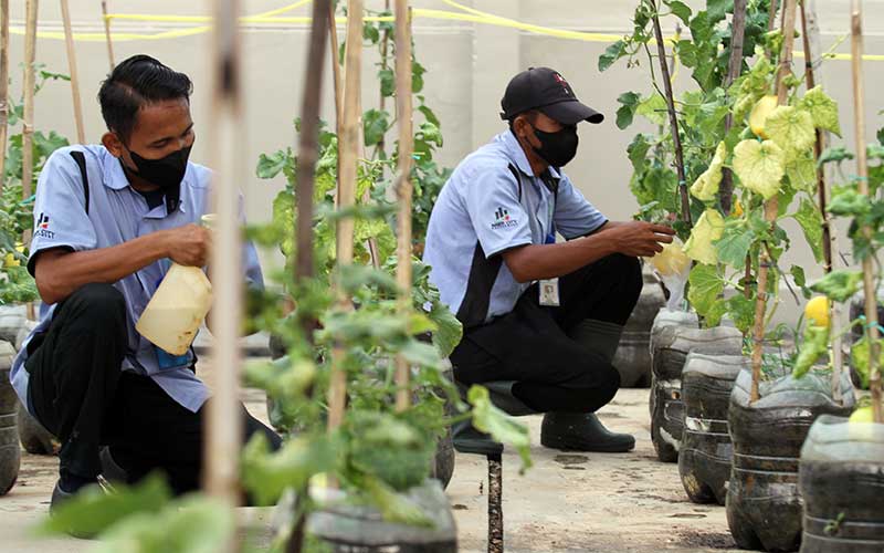  Penghuni Apartemen Gading Nias Panen Hasil Urban Farming