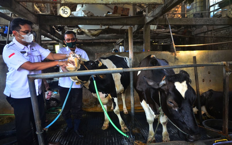  Permintaan Daging di Kudus Stabil Meski Lalu Lintas Hewan Dibatasi