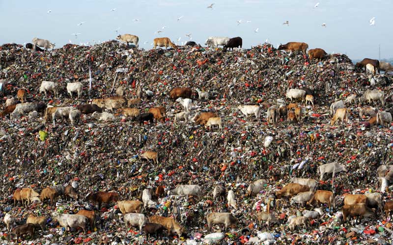  Marak Wabah PMK, Pengembalaan Sapi di Tempat Pembuangan Sampah Masih Belum Dilarang