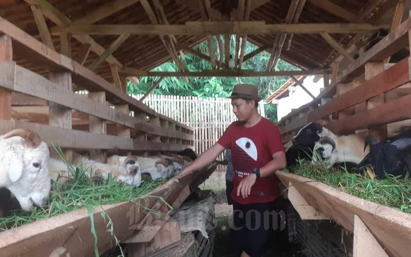  Menjelang Iduladha, 650 Kambing Asal NTT Masuk Sulsel
