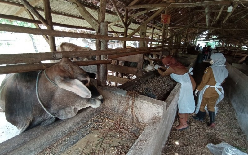  Cegah PMK, Puluhan Sapi di Kota Cirebon Diperiksa Dokter Hewan