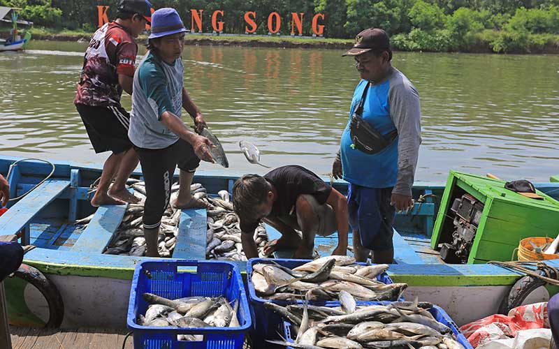  Petambak Ikan Bandeng di Indramayu Terpaksa Panen Lebih Awal Akibat Banjir Rob