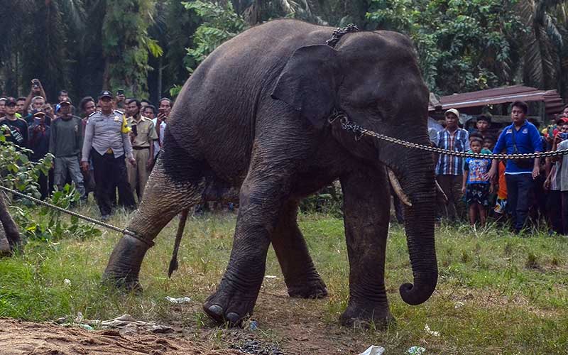  BKSDA Riau Menangkap Dua Ekor Gajah Sumatra Liar