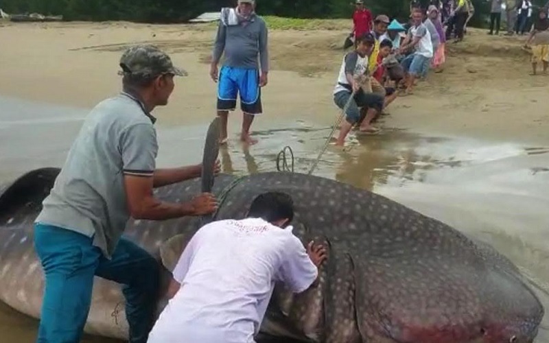  Sulit Dievakuasi, Hiu Terdampar di Pantai Salido Dipotong-potong Lalu Dikubur