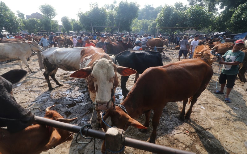  Khofifah Pastikan 15 Daerah Zona Hijau PMK Tetap Bisa Pasok Daging Sapi