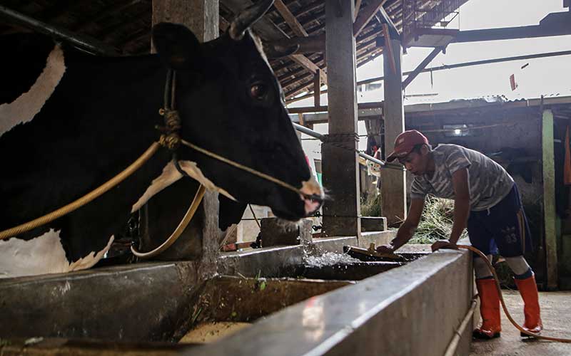  Kementan Proyeksikan Kerugian Ekonomi Indonesia Akibat Wabah PMK Bisa Tembus Rp11,6 Triliun