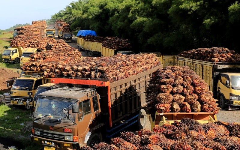  Petani Sawit Tak Setuju Subsidi Migor Dicabut dan DMO Kembali Berlaku