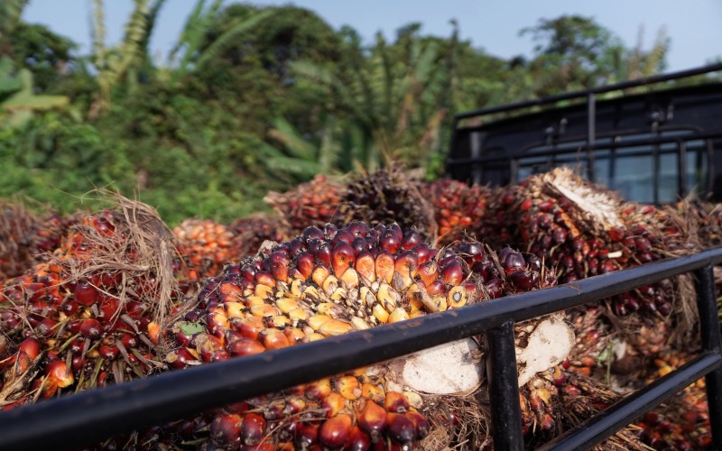  Subsidi Migor Curah Dicabut, Petani Sawit Tambah Merugi?