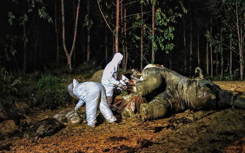  Gajah Sumatra Yang Mengandung 22 Bulan Ditemukan Mati di Kawasan Konsesi PT Riau Abadi Lestari