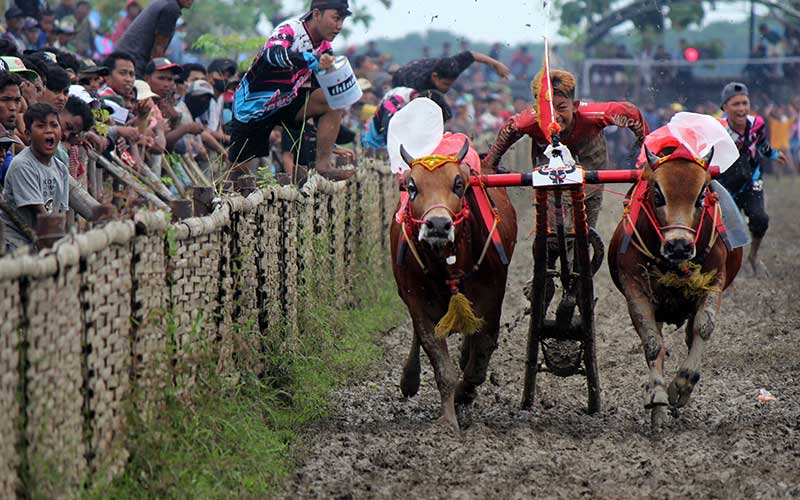  Kejuaran Karapan Sapi Piala Bupati Sampang di Madura