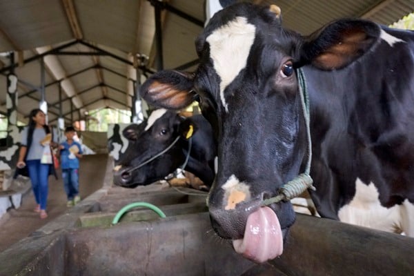 Sapi perah di sentra produksi susu. Foto dokumen./Antara-Destyan Sujarwoko