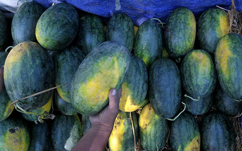  Petani di Jombang Mulai Panen Semangka