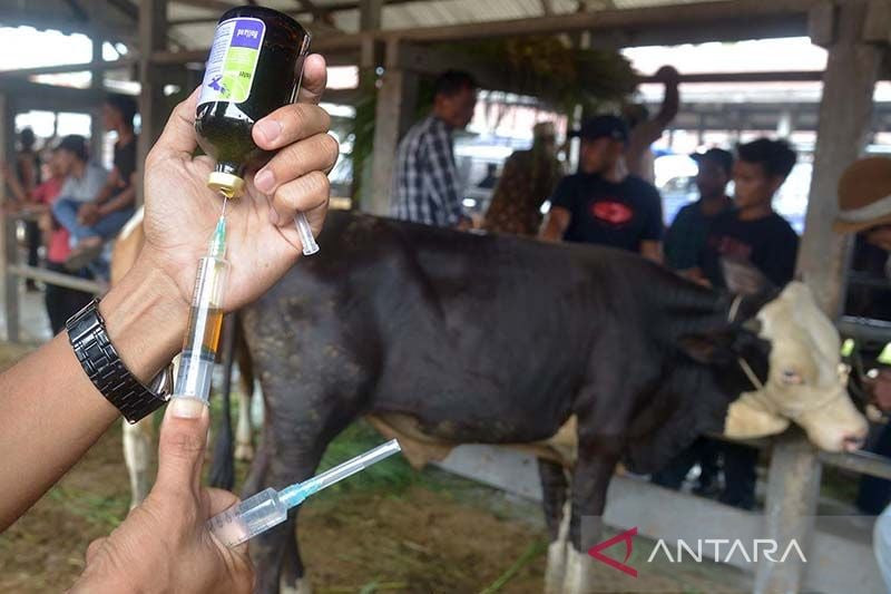  Kendalikan Wabah PMK lewat Vaksinasi dan Biosecurity